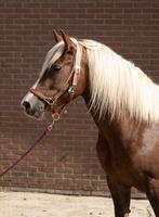 Schwarzwalder fuchs merrie/ hengst, Dieren en Toebehoren, Paarden, Hengst, Minder dan 160 cm, 0 tot 2 jaar