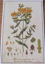 twee prentjes van Veenbessen en Sint Janskruid, Natuur, 1980 tot heden, Ophalen of Verzenden, Zo goed als nieuw