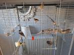 Nieuw huis gezocht voor 4 mannetjes kanaries, Dieren en Toebehoren, Vogels | Kanaries, Mannelijk, Kleurkanarie