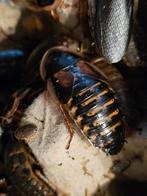 Voedseldieren dikke dubia kakkerlakken 30 = €5,-, Dieren en Toebehoren, Insecten en Spinnen