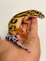 Luipaardgekko dame 0.1 houten, Dieren en Toebehoren, Reptielen en Amfibieën, Hagedis, Met terrarium, 0 tot 2 jaar