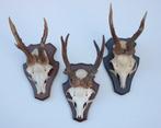 3 x REE GEWEI op houten schild (ref. X), Ophalen of Verzenden, Gebruikt, Hert, Gewei of Kop