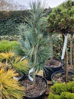 Pinus Strobus 'Bennett's Fastigiata' Zuilboom, Tuin en Terras, Bloeit niet, 100 tot 250 cm, Zuilboom, Ophalen