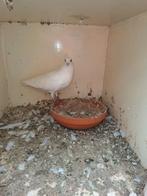 Te koop witte postduiven, Dieren en Toebehoren, Vogels | Duiven, Meerdere dieren, Postduif