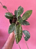 Hoya Rundumensis Splash, Verzenden, Overige soorten, Halfschaduw, Minder dan 100 cm