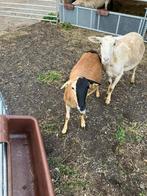 Te koop ruischapen, Dieren en Toebehoren, Vrouwelijk, Schaap