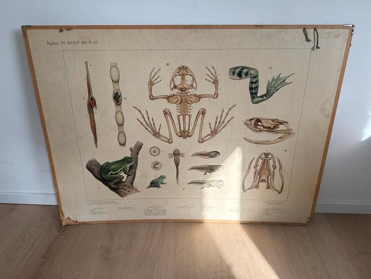 Oude Schoolplaat: aan de rivier, in sloot en plas, kikker, Antiek en Kunst, Antiek | Schoolplaten, Natuur en Biologie, Ophalen of Verzenden