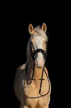 Zeer Goede en leuke 5 jarige  D-sport pony merrie 1,44, Gechipt, Ruin, 3 tot 6 jaar, Recreatiepony