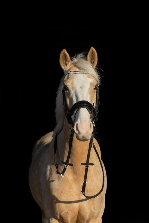 Zeer Goede en leuke 5 jarige  D-sport pony merrie 1,44, Dieren en Toebehoren, Pony's, Ruin, D pony (1.37m tot 1.48m), Recreatiepony