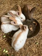 Konijnen, Dieren en Toebehoren, Konijnen, Meerdere dieren