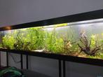 Prachtig op maat gemaakt aquarium, Ophalen, Gebruikt, Leeg aquarium