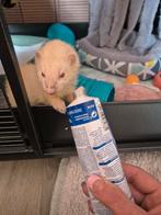 Micro fret, Dieren en Toebehoren, Vrouwelijk, Fret, Voor 1 juli 2024