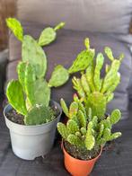Drie soorten Opuntia stekken, Huis en Inrichting, Kamerplanten, Overige soorten, Ophalen of Verzenden, Minder dan 100 cm, Bloeiende kamerplant