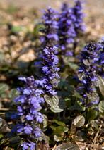 Ajuga reptans 'Atropurpurea' / Kruipend zenegroen P9 pot, Tuin en Terras, Planten | Tuinplanten, Ophalen of Verzenden, Halfschaduw