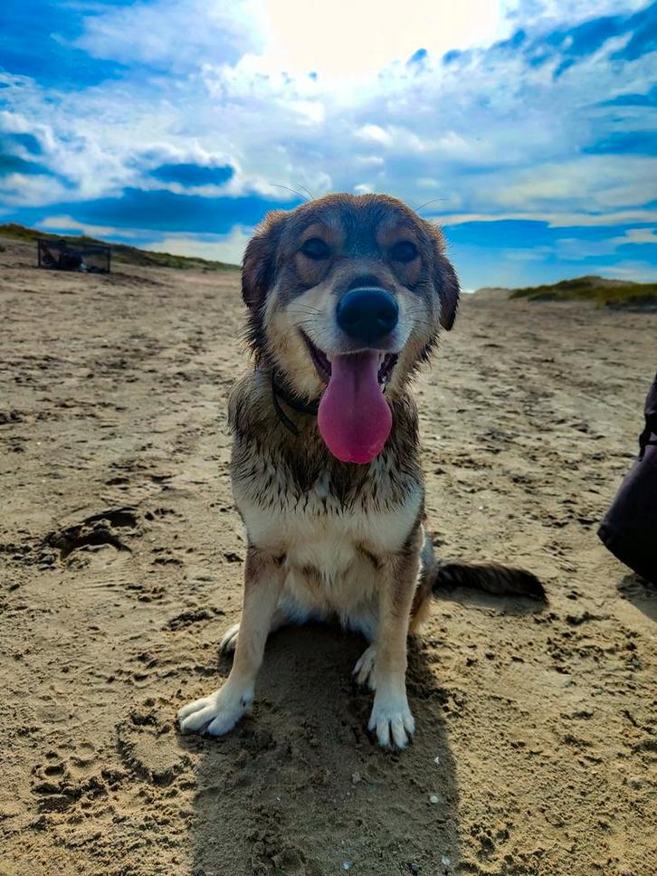 Teefje kima, Dieren en Toebehoren, Honden | Niet-rashonden, Middel, Teef, Particulier, Eén hond, Buitenland, 3 tot 5 jaar, CDV (hondenziekte)