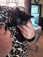 Zwart katertje, Dieren en Toebehoren, Kater, Ontwormd, 0 tot 2 jaar