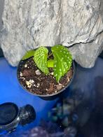 Begonia SP Kalimantan white dots, Ophalen of Verzenden, Halfschaduw, Minder dan 100 cm