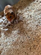 Jonge goudhamster man, Dieren en Toebehoren, Knaagdieren, Hamster, April, Mannelijk, Tam