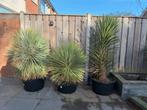 Yucca Filifera & Rostrata Palmboom - Prachtige tuinplant, Bloeit niet, 100 tot 250 cm, Palmboom, Ophalen