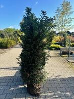 Taxus Baccata, Tuin en Terras, Planten | Struiken en Hagen, Ophalen, Taxus, Haag, Minder dan 100 cm