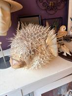 Opgezette Kogelvis - Decoratie, Gebruikt, B, Ophalen of Verzenden, B