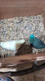 2 jonge catarinaparkieten, Meerdere dieren, Geringd