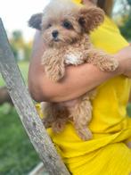 Exclusieve Maltipoo F1, Teefje pup (Maltezer/Toy Poedel), Dieren en Toebehoren, Honden | Chihuahua's en Gezelschapshonden, Particulier