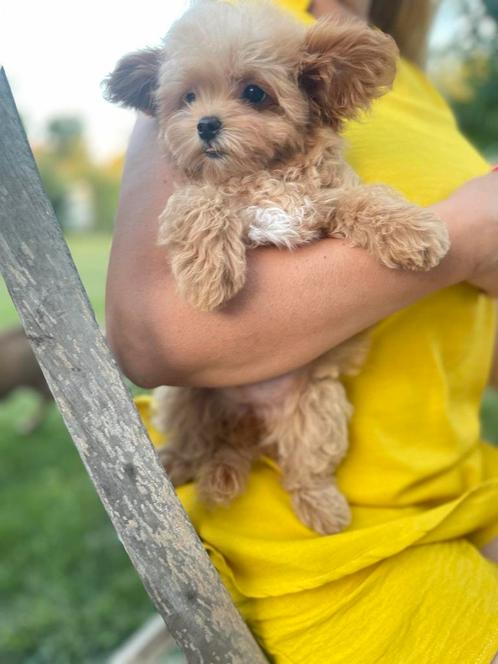 Exclusieve Maltipoo F1, Teefje pup (Maltezer/Toy Poedel), Dieren en Toebehoren, Honden | Chihuahua's en Gezelschapshonden, Meerdere dieren