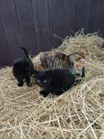 Kittens van de boerderij, Dieren en Toebehoren, Katten en Kittens | Overige Katten, Meerdere dieren, Kortharig, 0 tot 2 jaar