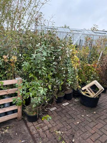 Olijfwilg of Eleagnus grote planten potgekweekt 10 stuks beschikbaar voor biedingen