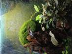 Ik zal een aquarium voor je inrichten, Dieren en Toebehoren, Vissen | Aquaria en Toebehoren, Ophalen of Verzenden, Zo goed als nieuw
