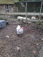 Haan, hollandse blauwe, Dieren en Toebehoren, Pluimvee, Mannelijk, Kip