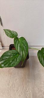 Philodendron Plowmanii, Huis en Inrichting, Kamerplanten, Ophalen of Verzenden, Overige soorten, Minder dan 100 cm