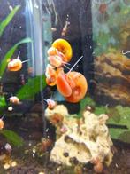 aquariumslakken, posthoornslakken tropische goeie opruimers, Slak of Weekdier, Zoetwatervis