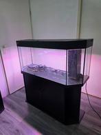 Juwel 230 liter panorama aquarium, Ophalen of Verzenden, Zo goed als nieuw, Leeg aquarium