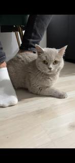 Britse korthaar poes, Dieren en Toebehoren, Katten en Kittens | Raskatten | Korthaar, Poes, 0 tot 2 jaar