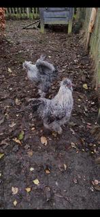 Zijdehoen haan, Dieren en Toebehoren, Mannelijk, Kip