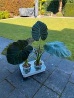 Alocasia regal shield planten en corms, Volle zon, Groenteplanten, Eenjarig, Ophalen of Verzenden