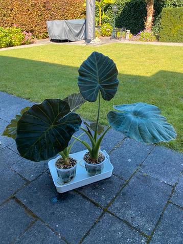 Alocasia regal shield planten en corms beschikbaar voor biedingen