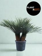 Yucca rostrata dubbelstam – 140 cm XL, Tuin en Terras, Planten | Tuinplanten, Verzenden, Overige soorten, Volle zon