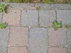 Gratis ophalen 60 vierkante meter stenen, Ophalen, Zo goed als nieuw, Beton, Klinkers