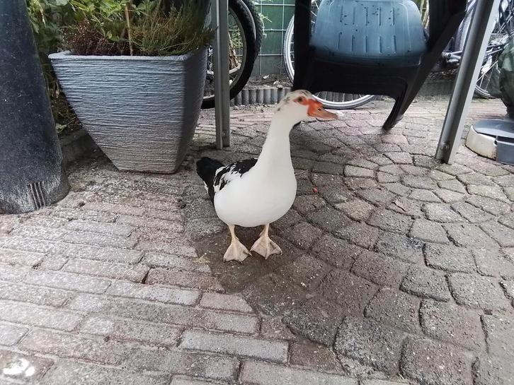 Muskus eenden., Dieren en Toebehoren, Pluimvee, Eend, Meerdere dieren