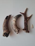 Diverse geweien en hoorns, Ophalen of Verzenden, Gebruikt, Boerderijdier, Gewei of Kop