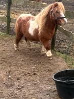 Bonte shetlander hengst, Dieren en Toebehoren, Hengst