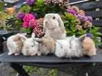 Konijnen vakantie of koppelen!, Vrouwelijk, Dwerg, Hangoor, 0 tot 2 jaar