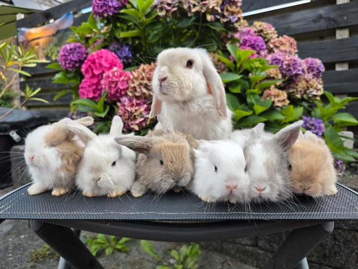 Konijnen vakantie of koppelen!, Dieren en Toebehoren, Konijnen, Dwerg, Vrouwelijk, 0 tot 2 jaar, Hangoor