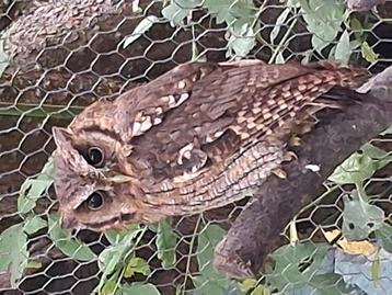4 Otus Choliba uiltjes beschikbaar voor biedingen