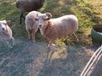 Mooie jonge ouessant ram !, Mannelijk, Schaap, 0 tot 2 jaar