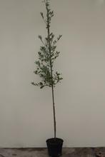 Quercus ilex Steeneik wintergroene boom, Tuin en Terras, Lente, Volle zon, Ophalen of Verzenden