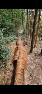 Stalling rondom Amersfoort gezocht, Dieren en Toebehoren, Stalling en Weidegang, Weidegang